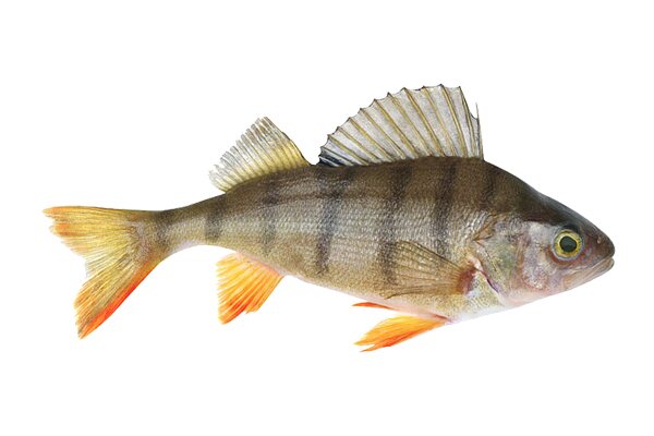 Perch Balığına Özel Takımlar
